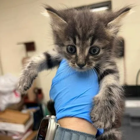 A baby small-sized male Black Domestic Long Hair cat named Emerald Jade Green Ball for adoption in Kyle, TX