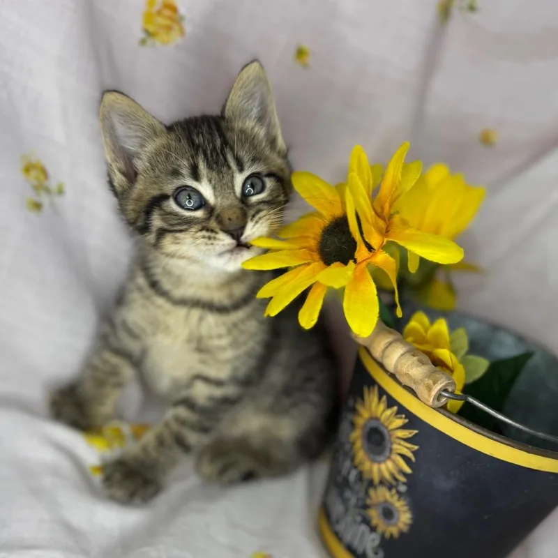 A baby small-sized male Brown / Chocolate American Shorthair cat named Atlas for adoption in Mount Vernon, IL