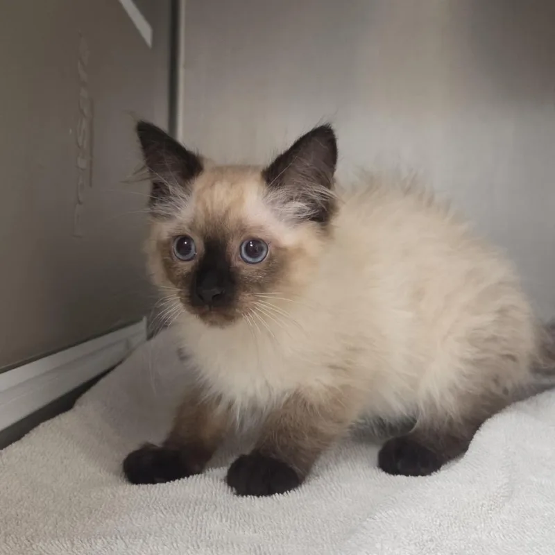 A baby small-sized female White Domestic Long Hair cat named Mewsette for adoption in Santa Barbara, CA