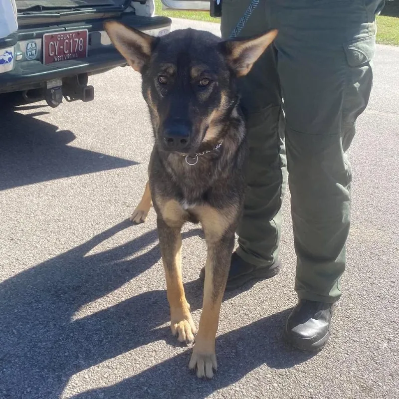 An adult large-sized male German Shepherd Dog dog named Reaper Stray Hold for adoption in Huntington, WV