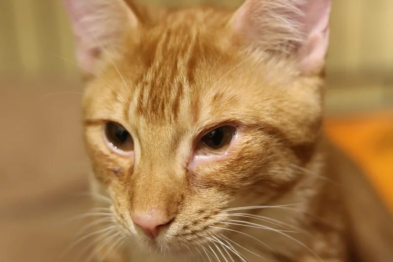 An adult large-sized male Orange & White American Shorthair cat named Ace and Julius for adoption in Kansas City, MO