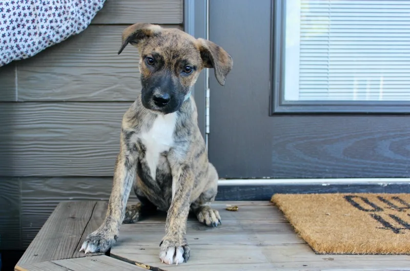 A baby medium-sized male Black Shepherd dog named Seahorse for adoption