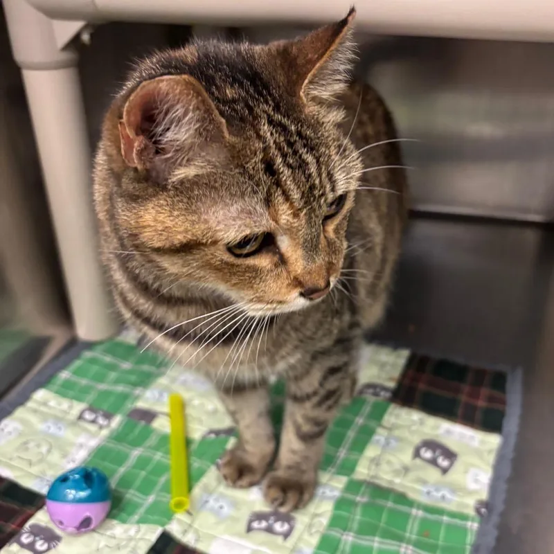 A senior medium-sized female Domestic Short Hair cat named Amelie for adoption in Los Angeles, CA