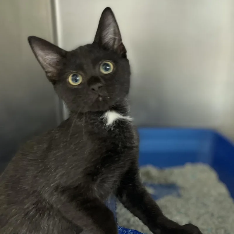 A baby small-sized male Domestic Short Hair cat named Shrek for adoption in Newport, NC