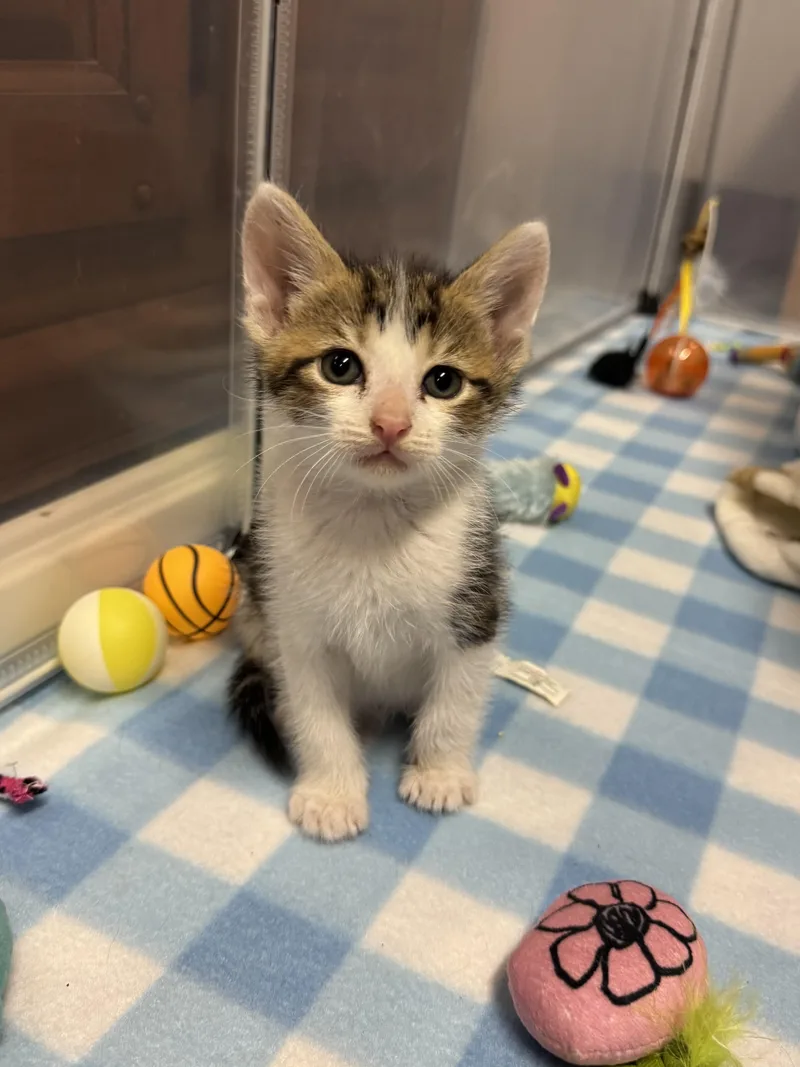 A young medium-sized male Gray & White Domestic Short Hair cat named Rocky for adoption in Helendale, CA