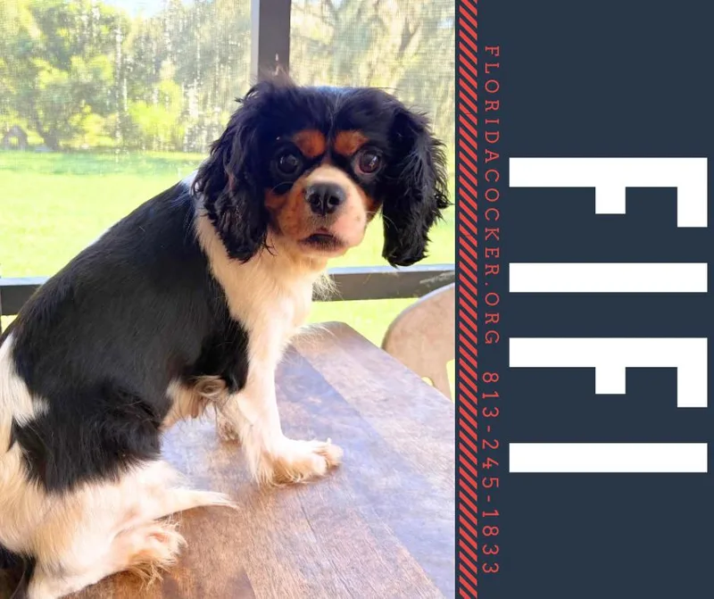 An adult small-sized female Cavalier King Charles Spaniel dog named Fifi for adoption in Land O Lakes, FL