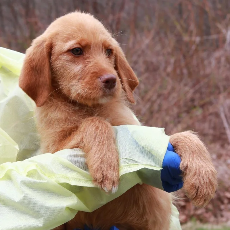 A baby medium-sized male Red / Chestnut / Orange Labrador Retriever dog named CT Rome for adoption in Stormville, NY