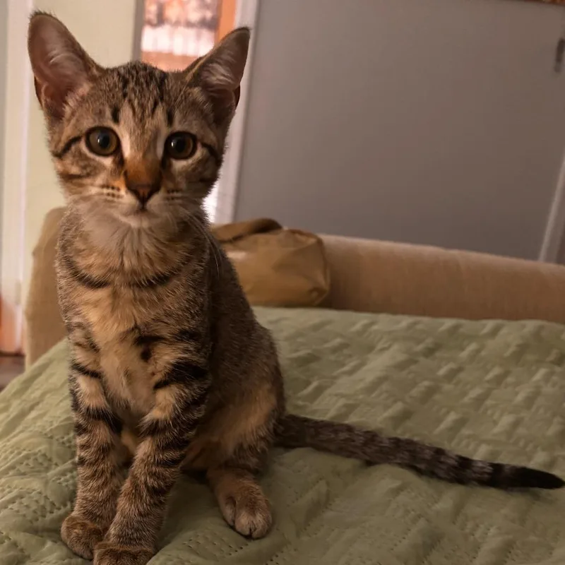 A baby small-sized female Domestic Short Hair cat named Nova for adoption in Columbus, GA