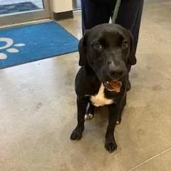 An adult large-sized female Labrador Retriever dog named YORKStray for adoption in York, PA