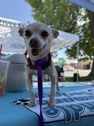An adult small-sized male Chihuahua dog named Old Man Jenkins for adoption in Scottsbluff, NE