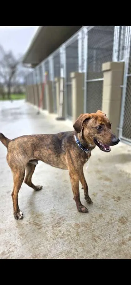 A young medium-sized male Mixed Breed dog named Slinky for adoption in Sevierville, TN