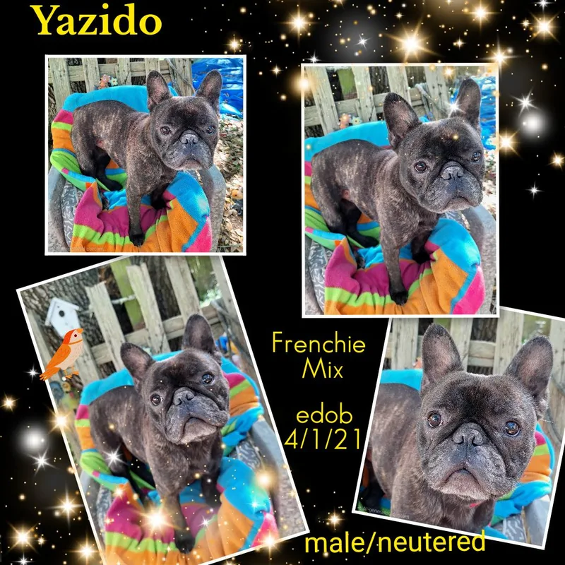 Yazido Blt thumbnail 6