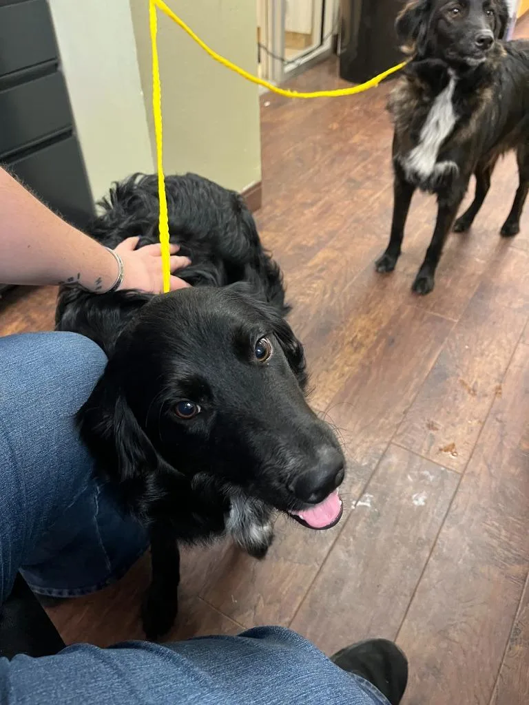 A baby medium-sized female Border Collie dog named Dog Kennel  Nala for adoption in Greenville, TX