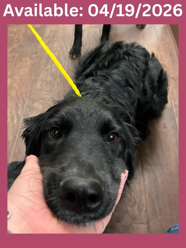 Dog Kennel  Nala thumbnail 2