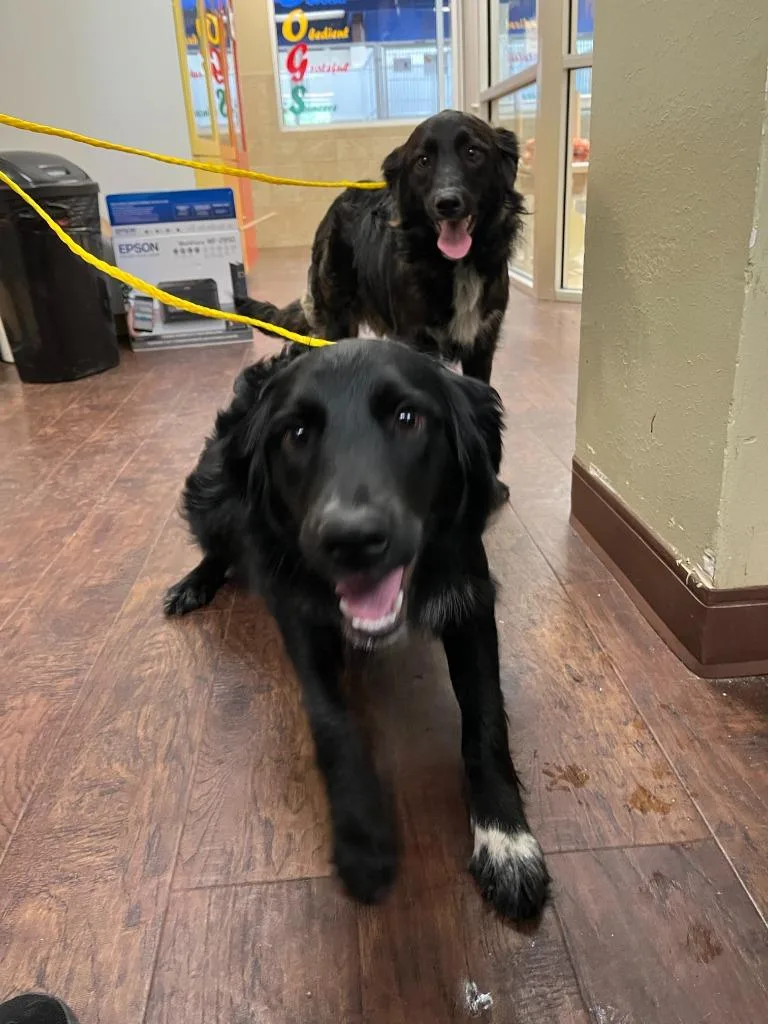 Dog Kennel  Nala thumbnail 3