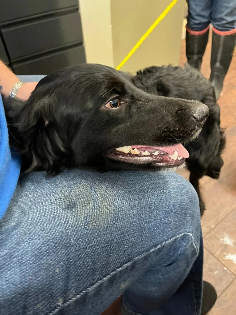 Dog Kennel  Nala thumbnail 4