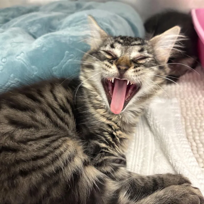 Paloma