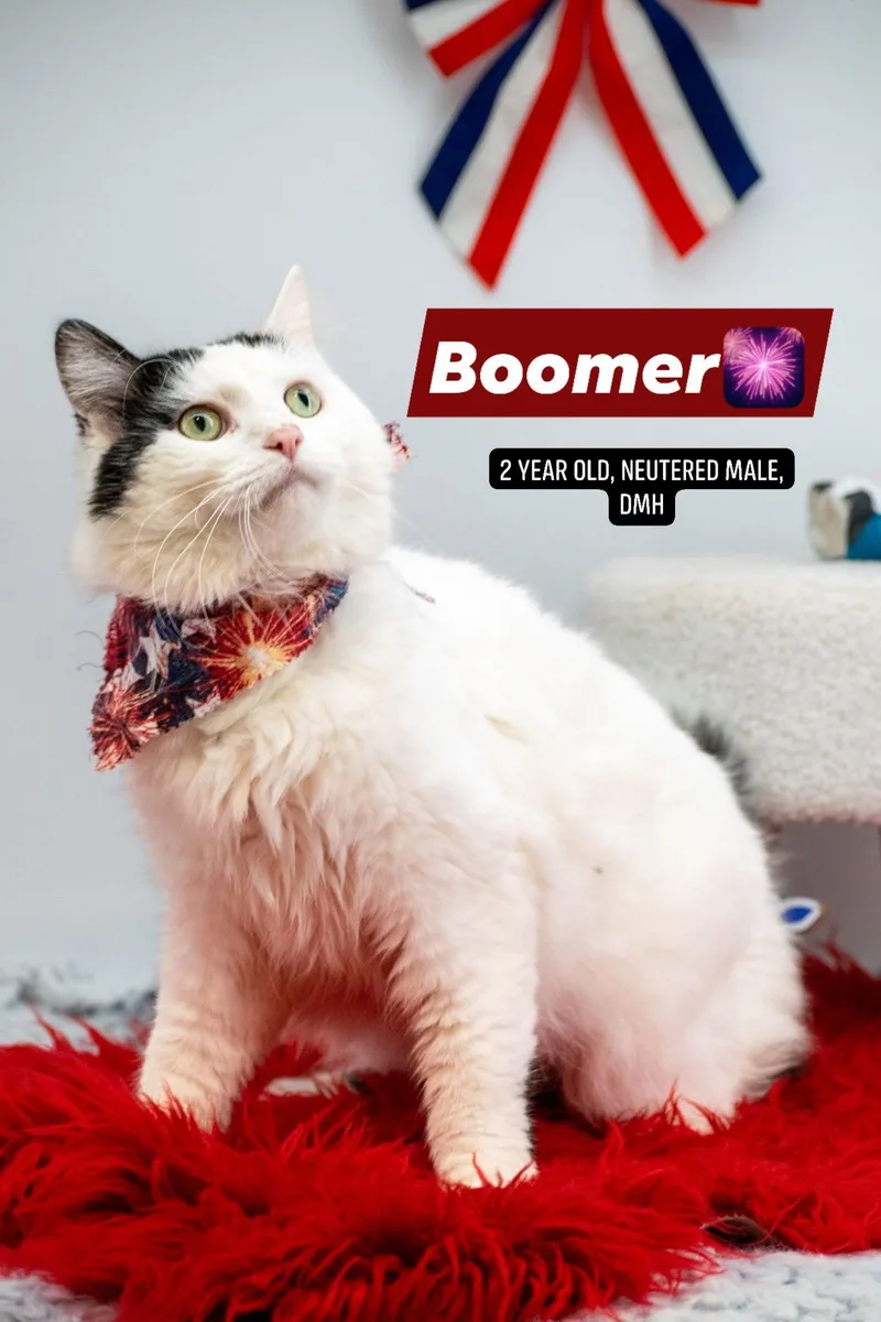 A young medium-sized male Black & White / Tuxedo Domestic Short Hair cat named Boomer for adoption in Sevierville, TN