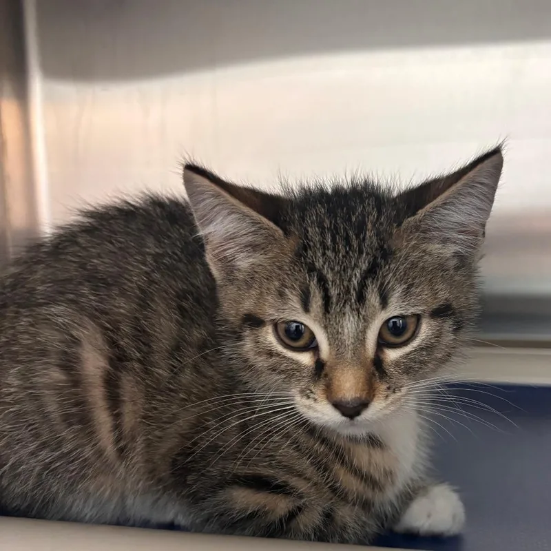 A baby small-sized female Brown / Chocolate Domestic Short Hair cat named Cheesy Gordita Crunch for adoption in Philadelphia, PA