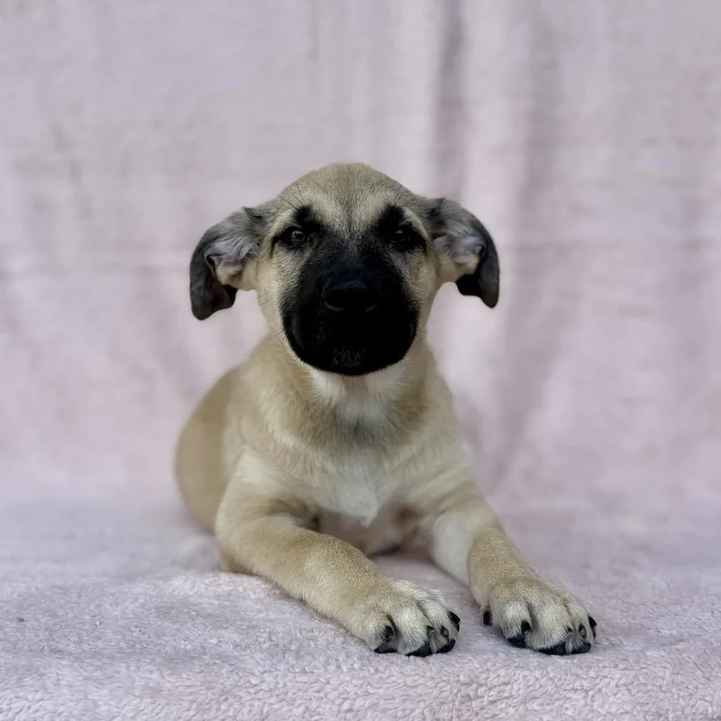 A baby small-sized female Yellow / Tan / Blond / Fawn Shepherd dog named Onesie for adoption in Carencro, LA