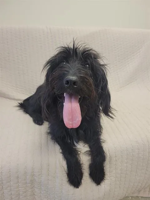 A young medium-sized female Labrador Retriever dog named Pip for adoption in Fort Wayne, IN
