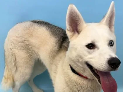 An adult large-sized female Siberian Husky dog named Artemis for adoption in Woodbury, MN