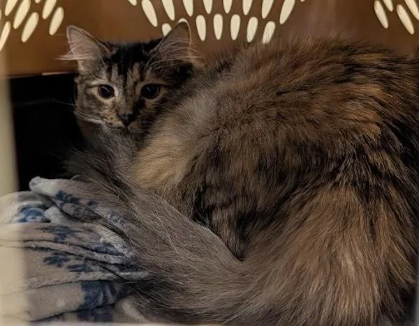A young small-sized female Domestic Long Hair cat named Noelle for adoption in Virginia Beach, VA