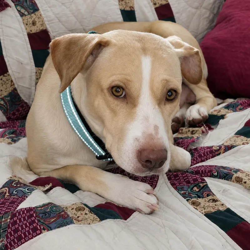 A young medium-sized female Apricot / Beige Pit Bull Terrier dog named Becca for adoption in Longview, TX