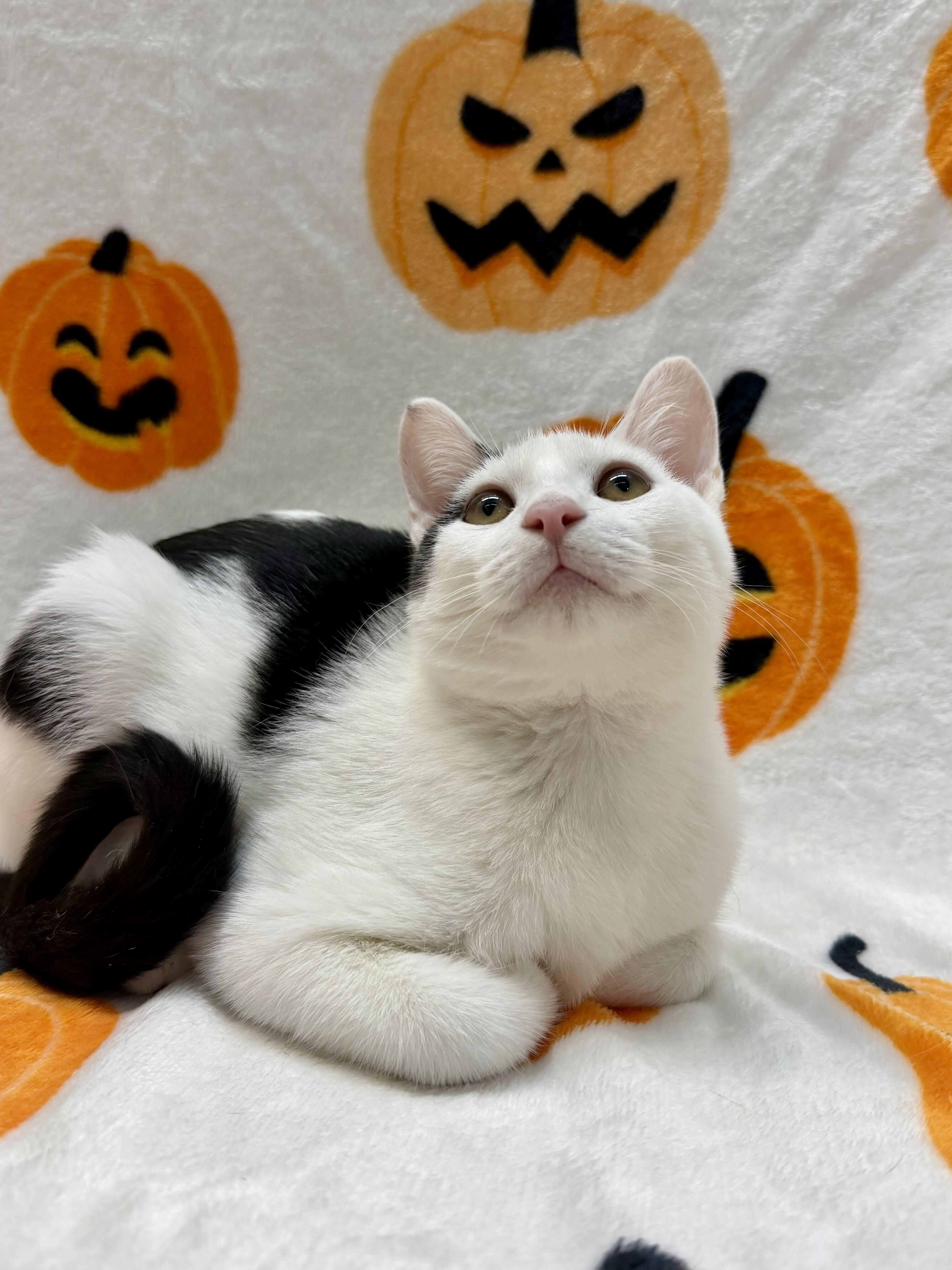 A baby medium-sized male Black & White / Tuxedo Domestic Short Hair cat named Linguini for adoption in Columbus, OH