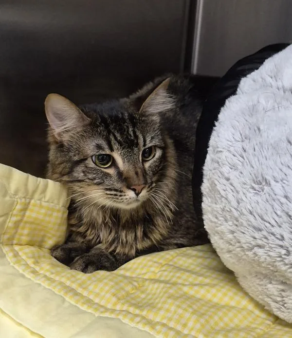 A young small-sized male Domestic Long Hair cat named Mochi for adoption in Escondido, CA