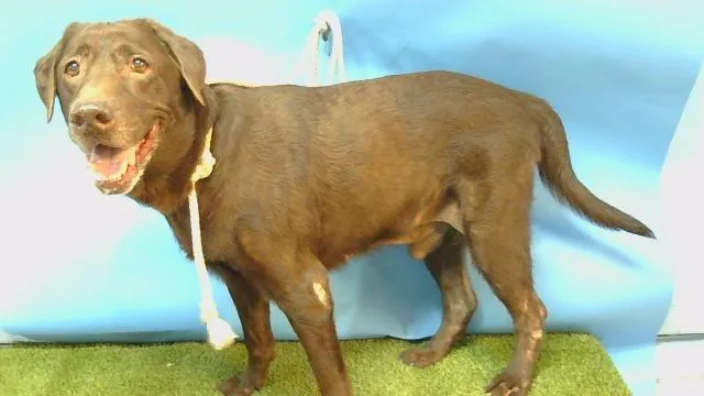 A senior large-sized male Labrador Retriever dog named Kona for adoption in Gardena, CA