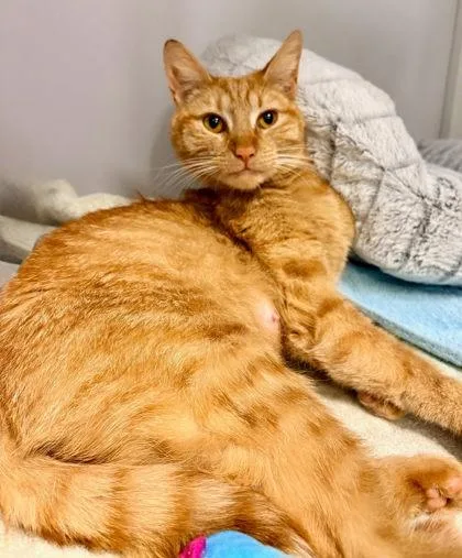 An adult small-sized female Domestic Short Hair cat named Tangerine for adoption in Fairfax, VA