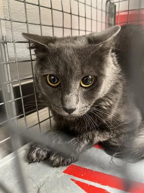 An adult medium-sized male Domestic Short Hair cat named Ceaser for adoption in Las Vegas, NV