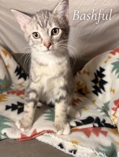 An adult small-sized female Domestic Short Hair cat named Bashful for adoption in St. Anne, IL
