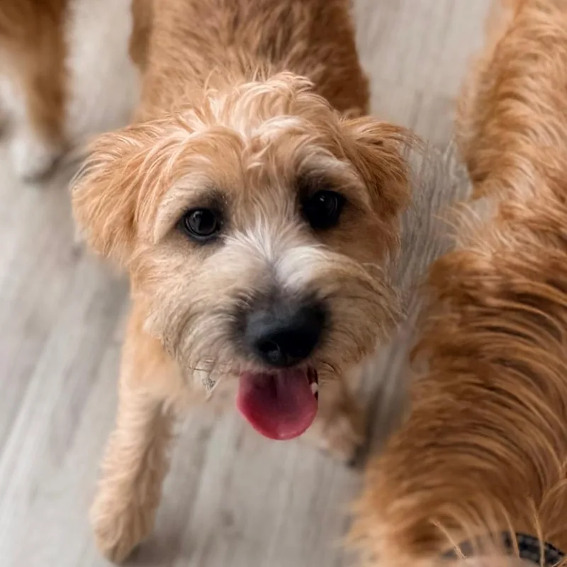 A young small-sized female Yellow / Tan / Blond / Fawn Wheaten Terrier dog named Hadley for adoption in Green Bay, WI