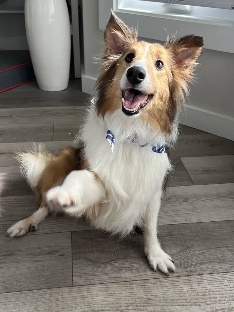 An adult medium-sized female Shetland Sheepdog / Sheltie dog named Callie for adoption in Bradenton, FL