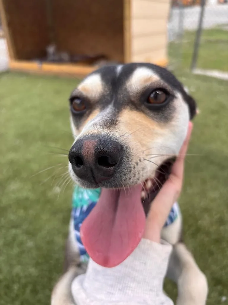 A young medium-sized male Jack Russell Terrier dog named Louie for adoption in Morgantown, KY