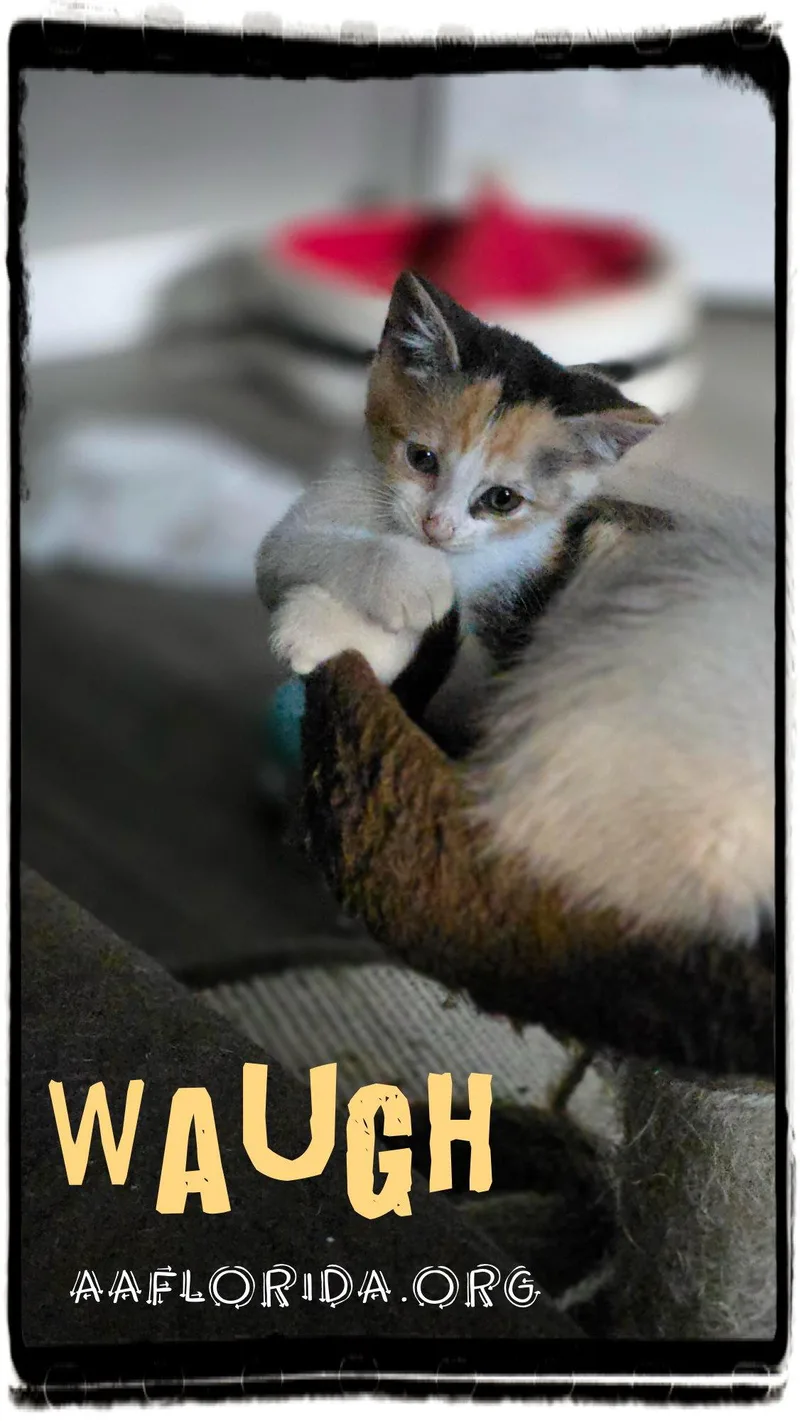 Waugh thumbnail 2