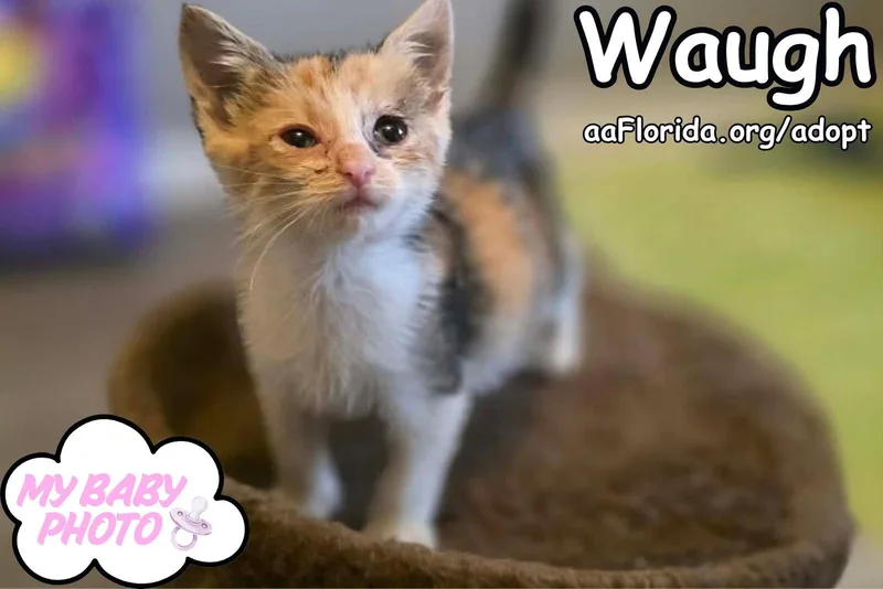 Waugh thumbnail 3
