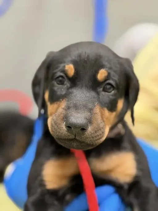 A baby small-sized female Doberman Pinscher dog named Ariel for adoption in Las Vegas, NV