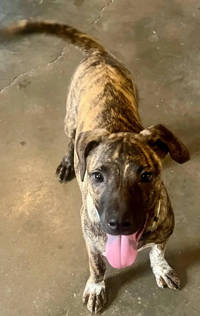 A young medium-sized female Brindle Mixed Breed dog named Amber for adoption in Leavenworth, KS