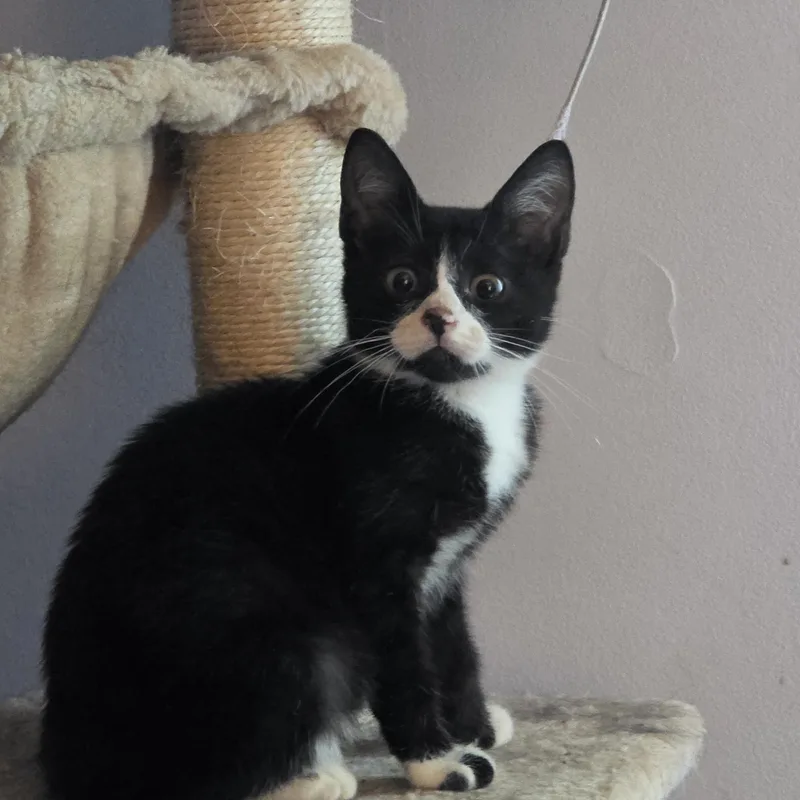 A baby medium-sized female Tuxedo cat named Wanda for adoption in Hamilton, NJ