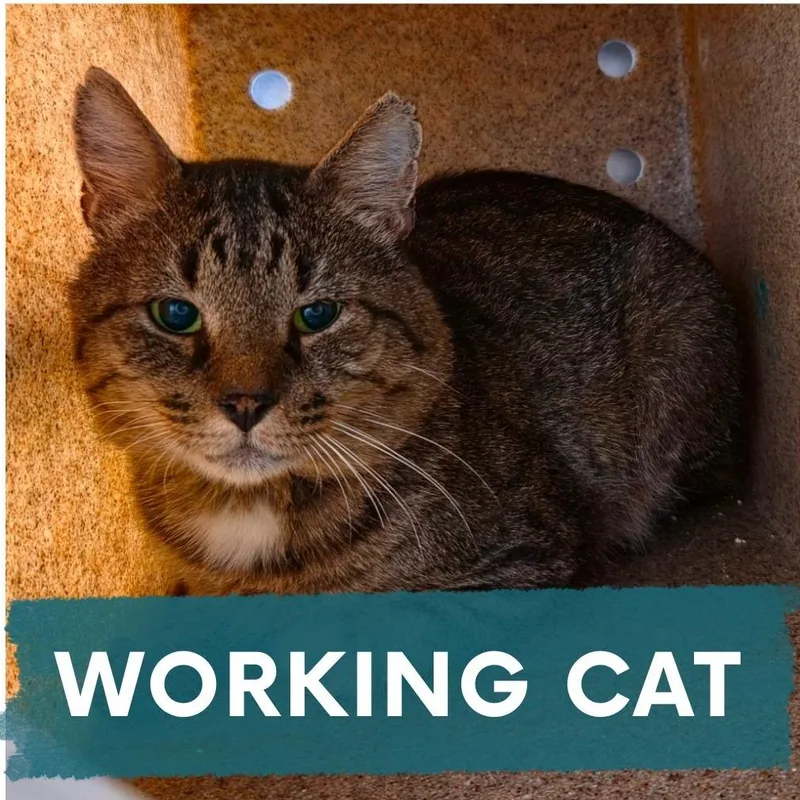 A senior medium-sized male Brown / Chocolate Domestic Short Hair cat named Forecast for adoption in Asheville, NC