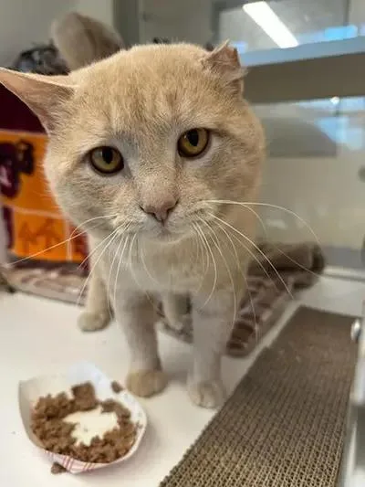 An adult large-sized male Tabby (Buff / Tan / Fawn) Domestic Short Hair cat named Buster for adoption in Manassas, VA