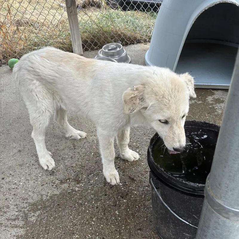 A young large-sized female White / Cream Great Pyrenees dog named Honey for adoption in Tacoma, WA