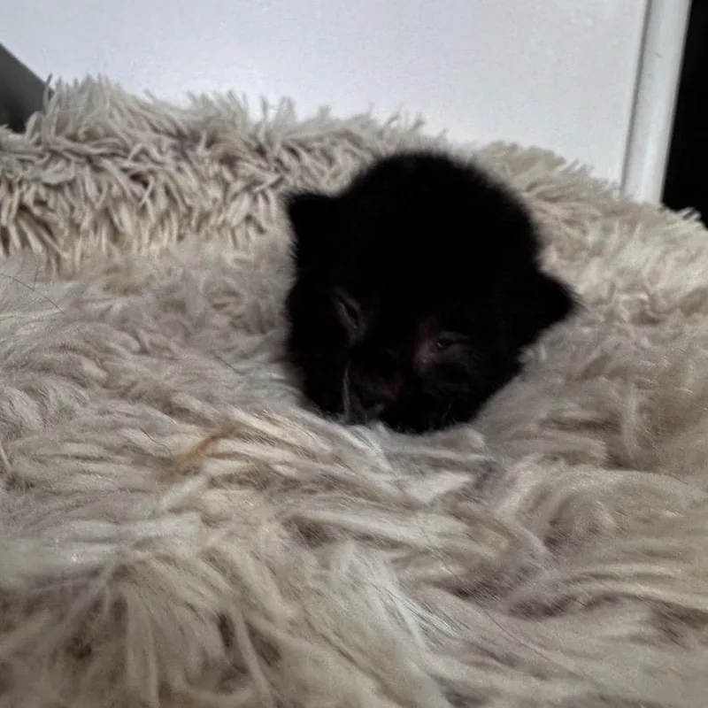 A baby small-sized male Black Domestic Short Hair cat named Jujujub for adoption in Westminster, CA