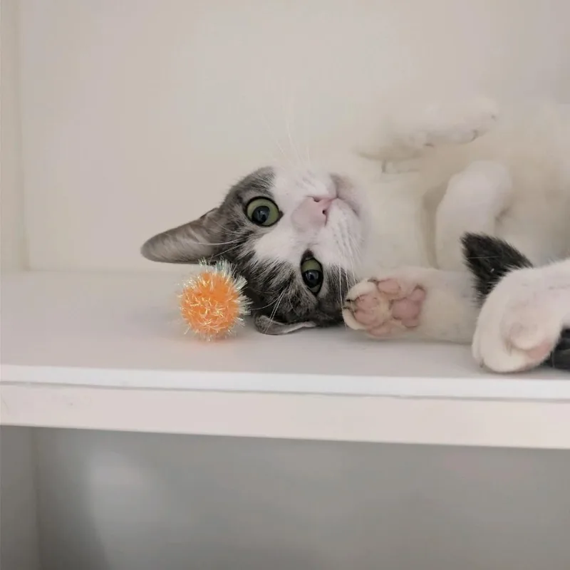 An adult medium-sized female Gray / Blue / Silver Domestic Short Hair cat named Daiquiri for adoption in Greensboro, NC