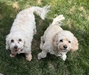 A senior medium-sized female White / Cream Cockapoo dog named Jack & Lucy for adoption in Pasco, WA