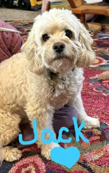Jack & Lucy thumbnail 4