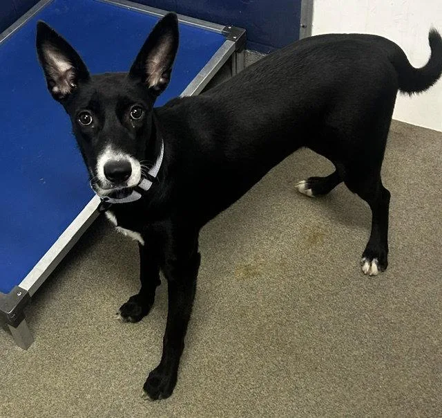 A young medium-sized female Husky dog named Orbit mo for adoption in Sterling, MA